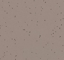 Линолеум Forbo Sphera Energetic 50224 fossil фото 1 | FLOORDEALER